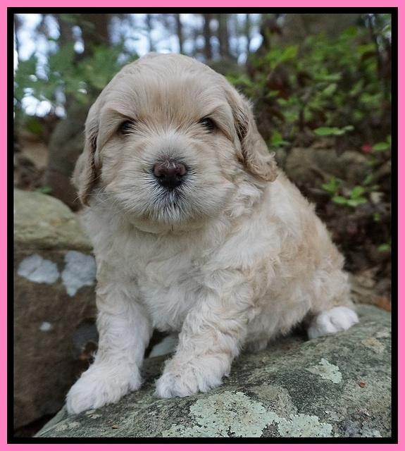 Chloe Harbins pups 4 wks old 191