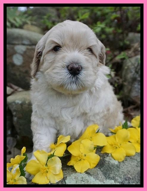 Chloe Harbins pups 4 wks old 201