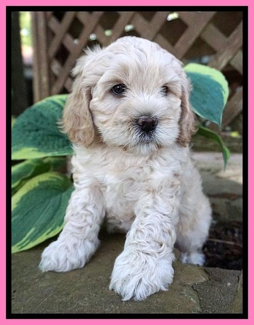 Chloe Harbins pups 6 wks old 161