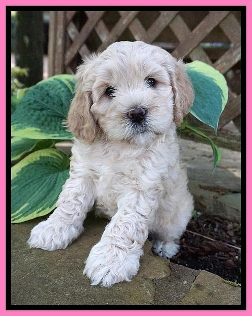 Chloe Harbins pups 6 wks old 171