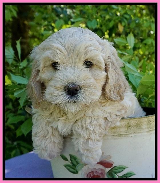 Chloe Harbins pups 7 wks old 131