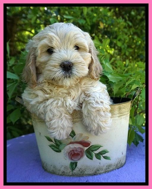 Chloe Harbins pups 7 wks old 141