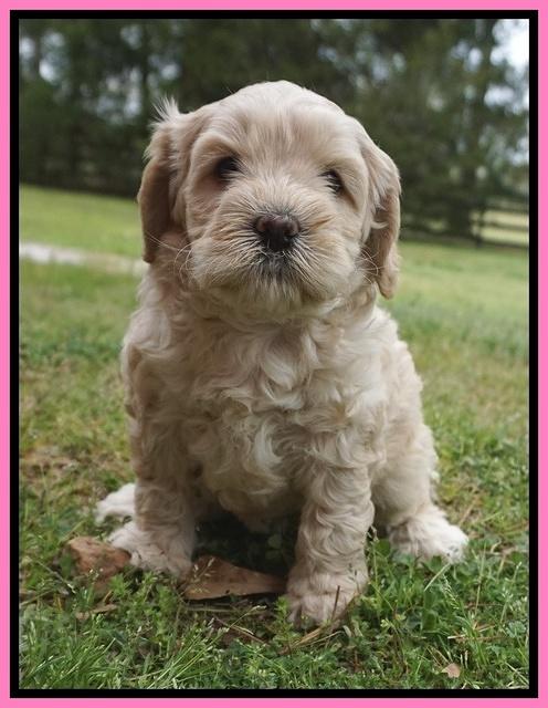 Chole Blaze pups 5 wks old 191