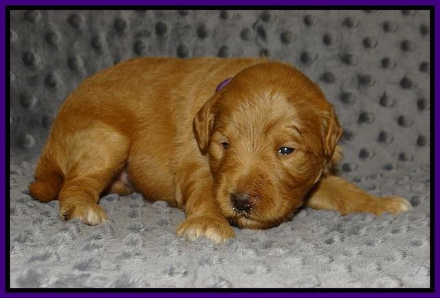 Prim Benz pups 2 wks old31