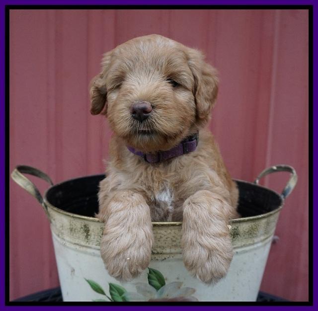 Prim Benz pups 5 wks old 51