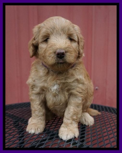 Prim Benz pups 5 wks old 61