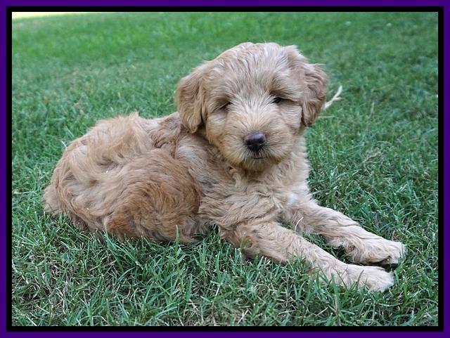 Prim Benz pups 6 weeks old 101