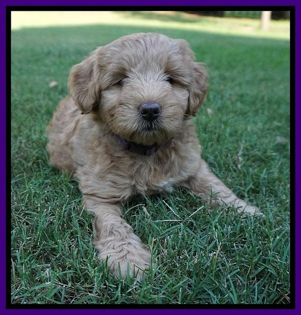 Prim Benz pups 6 weeks old 61