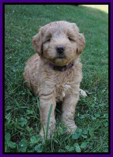 Prim Benz pups 6 weeks old 81