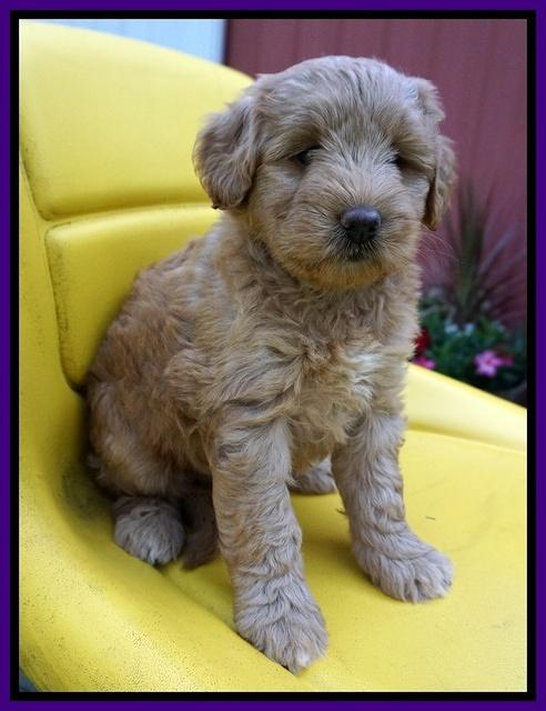 Prim Benz pups 6 weeks old 91