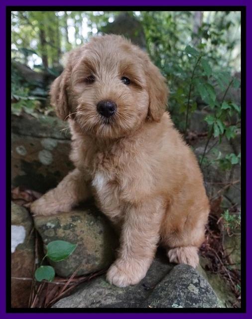 Prim Benz pups 8 wks old 1248