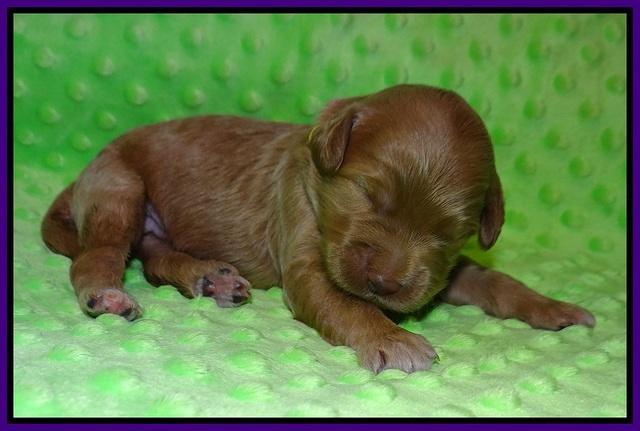 Prim and Benz pups 1 wk old31