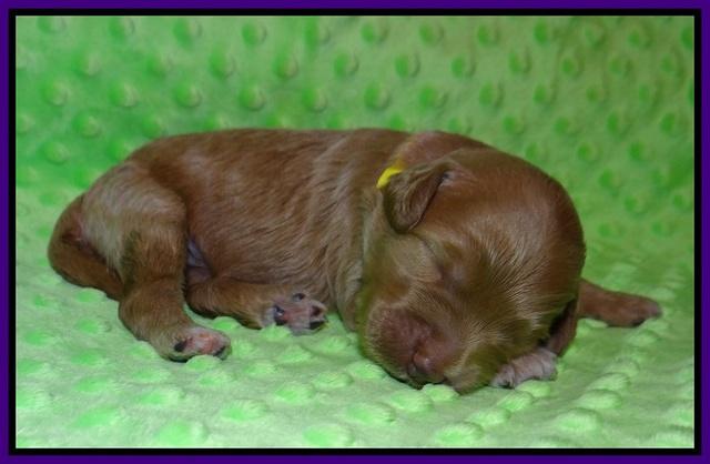 Prim and Benz pups 1 wk old41
