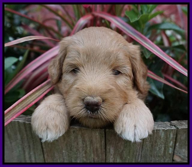 Prim and benz pups 4 wks old 51