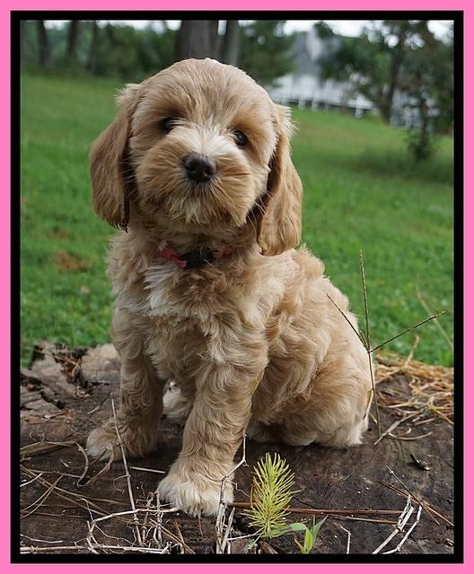 Cookie Benz pups 7 wks old 31