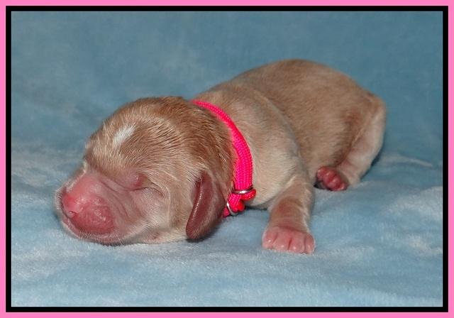 Prim Benz Newborn pics 11