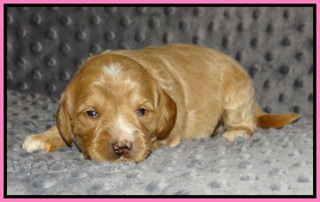 Prim Benz pups 2 wks old21