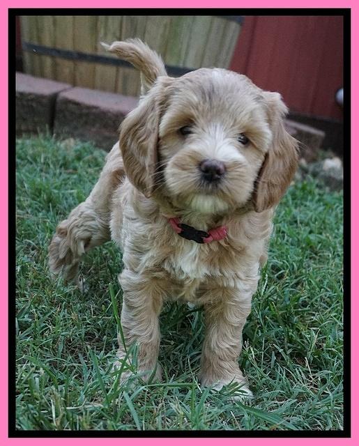Prim Benz pups 6 weeks old 11
