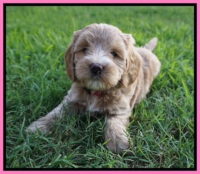 Prim Benz pups 6 weeks old 21