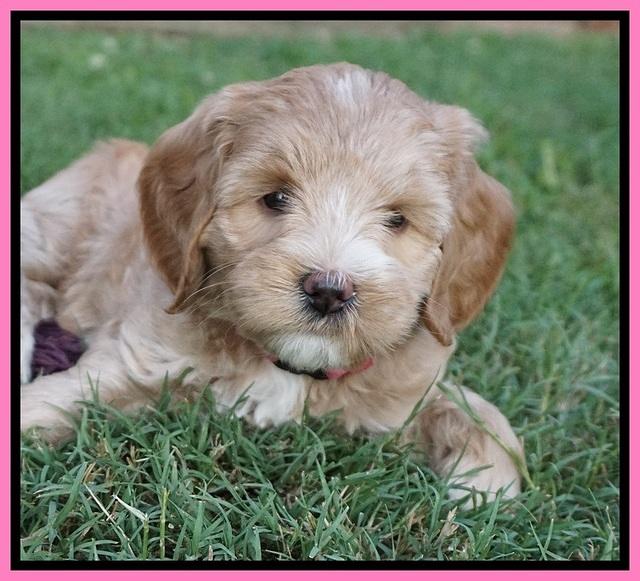 Prim Benz pups 6 weeks old 31