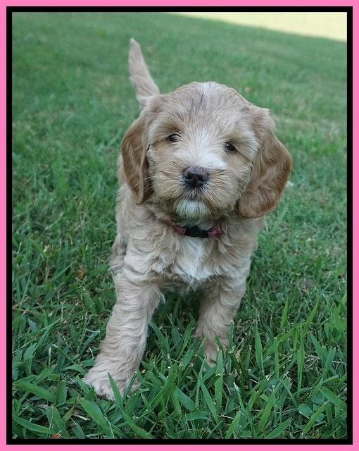 Prim Benz pups 6 weeks old 51