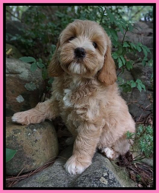 Prim Benz pups 8 wks old 5102