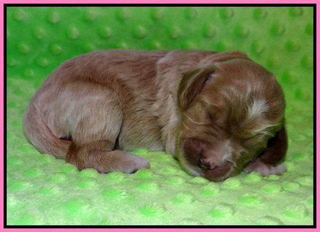 Prim and Benz pups 1 wk old21