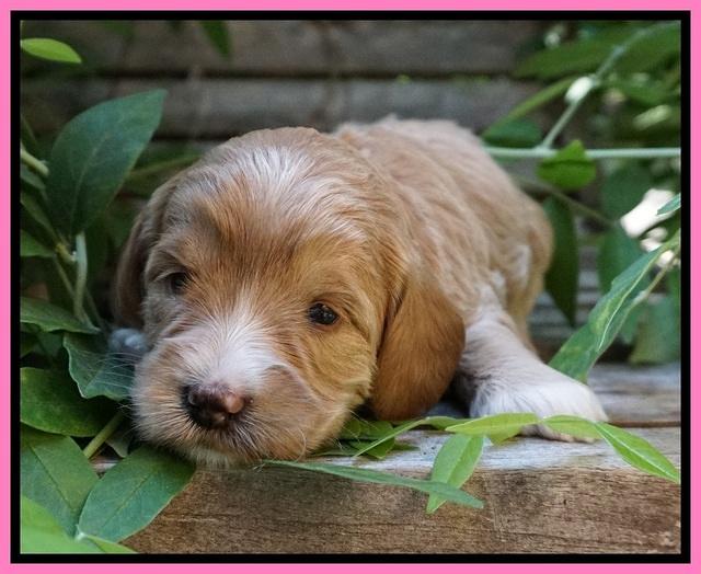Prim and benz pups 3 wks old 21