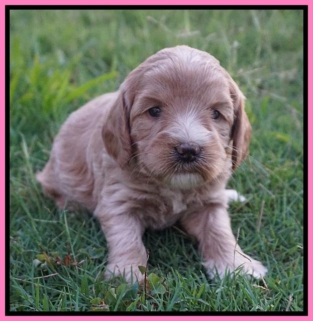 Prim and benz pups 4 wks old 11