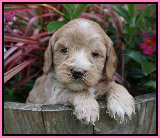 Prim and benz pups 4 wks old 31