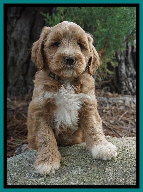 Cookie Benz pups 7 wks old 91