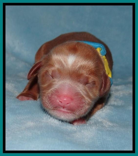 Prim Benz Newborn pics 51