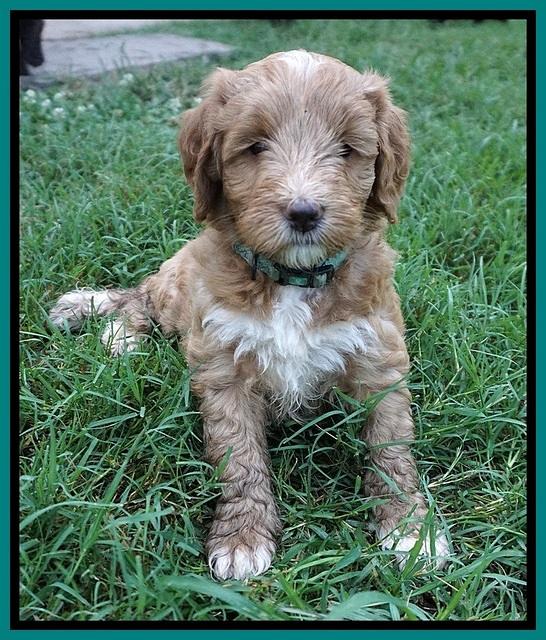 Prim Benz pups 6 weeks old 131