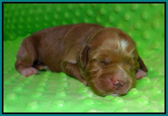 Prim and Benz pups 1 wk old81