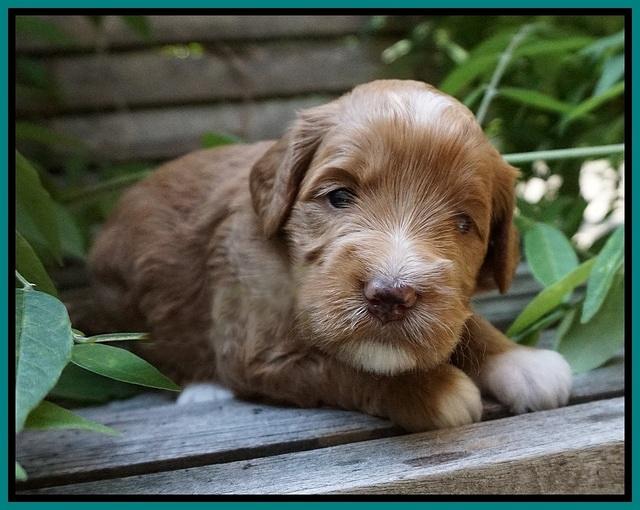 Prim and benz pups 3 wks old 101