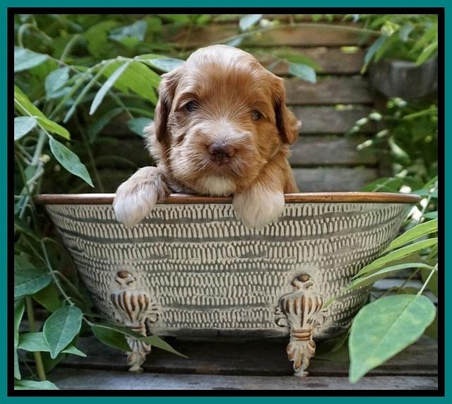 Prim and benz pups 3 wks old 81