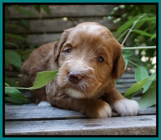 Prim and benz pups 3 wks old 91