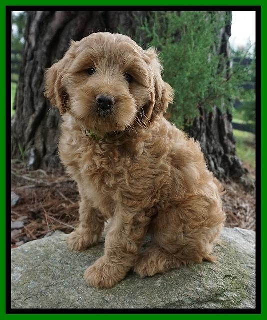 Cookie Benz pups 7 wks old 131