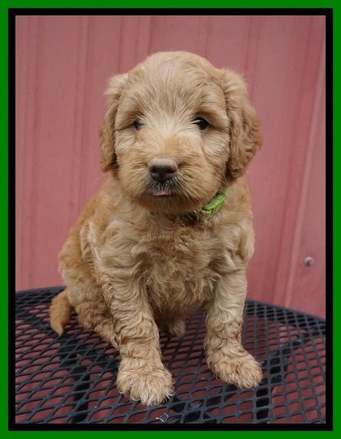 Prim Benz pups 5 wks old 161