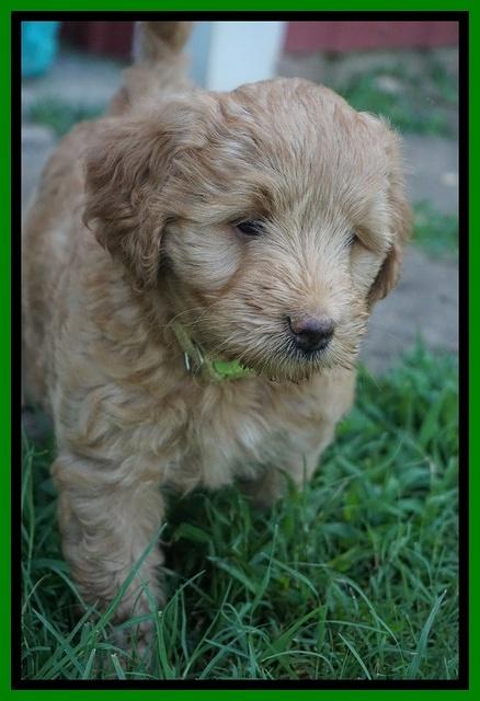 Prim Benz pups 6 weeks old 161