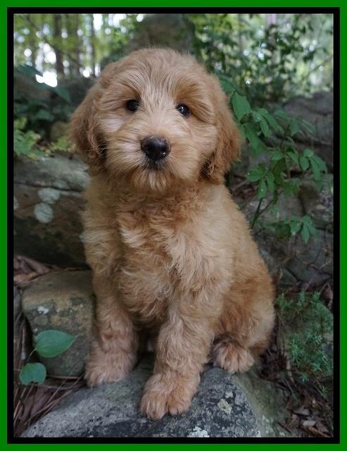 Prim Benz pups 8 wks old 14000