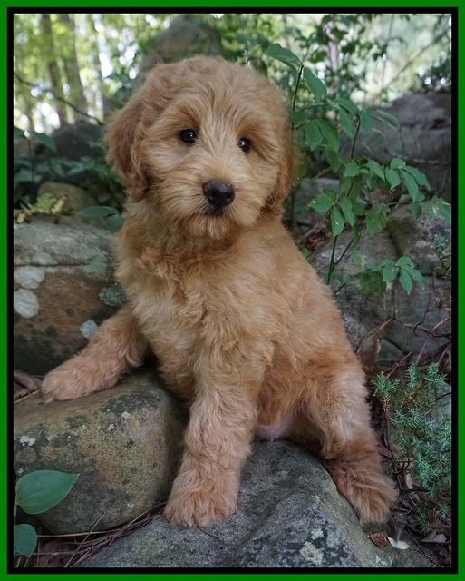 Prim Benz pups 8 wks old 24000