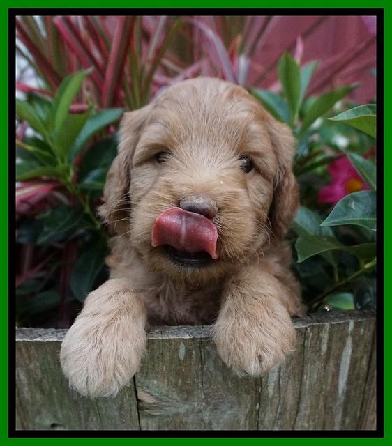 Prim and benz pups 4 wks old 141