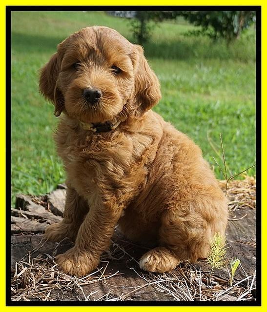 Cookie Benz pups 7 wks old 141