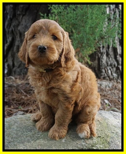 Cookie Benz pups 7 wks old 151