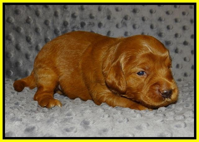 Prim Benz pups 2 wks old91