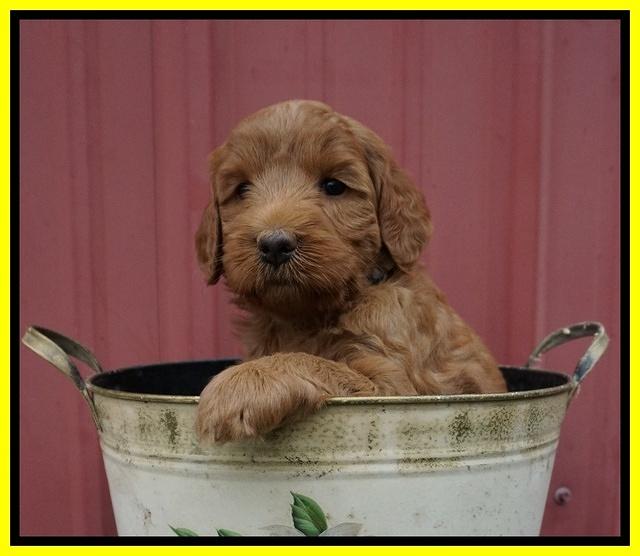 Prim Benz pups 5 wks old 181