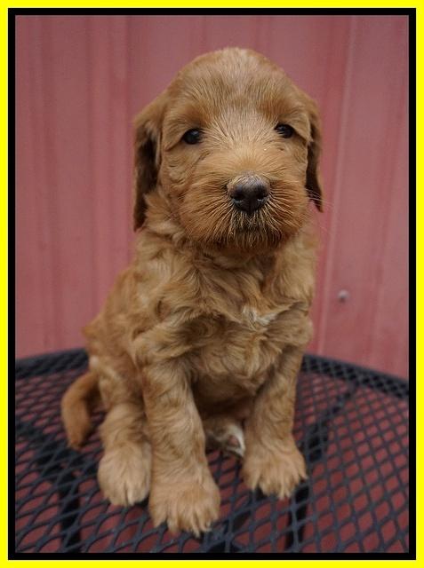 Prim Benz pups 5 wks old 201