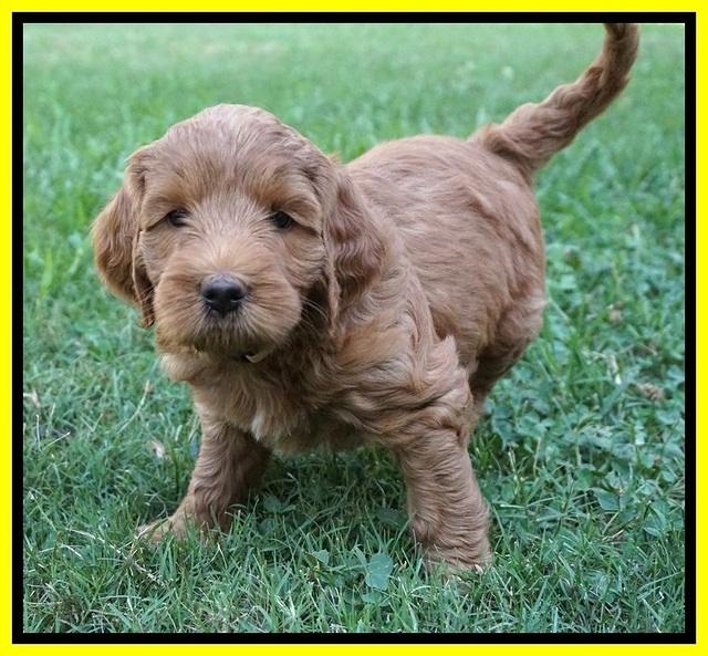 Prim Benz pups 6 weeks old 201