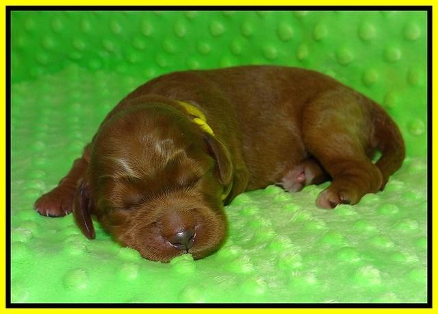 Prim and Benz pups 1 wk old91